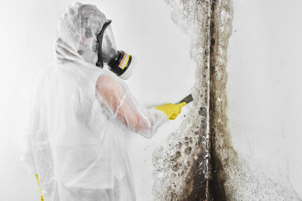 Best Health and Safety Mold Remediation in Greenfield, MN