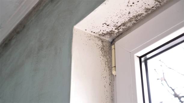 Best DIY Mold Remediation Support Services in Greenfield, MN