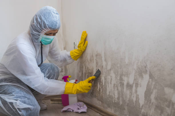 Best Post-Flood Mold Remediation in Greenfield, MN