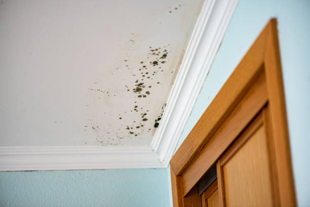 Best Residential Mold Remediation in Greenfield, MN