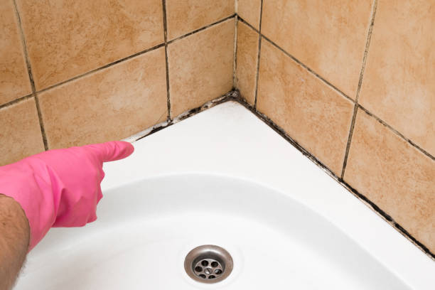 Best Localized Mold Remediation (e.g., coastal areas, humid climates) in Greenfield, MN